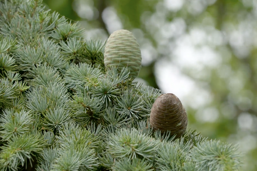 Benefits and Uses of Cedarwood Oil