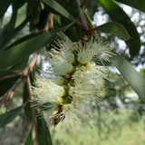 本地采购,本地成分