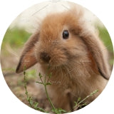 无残忍/无动物试验