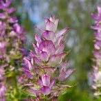 Clary Sage