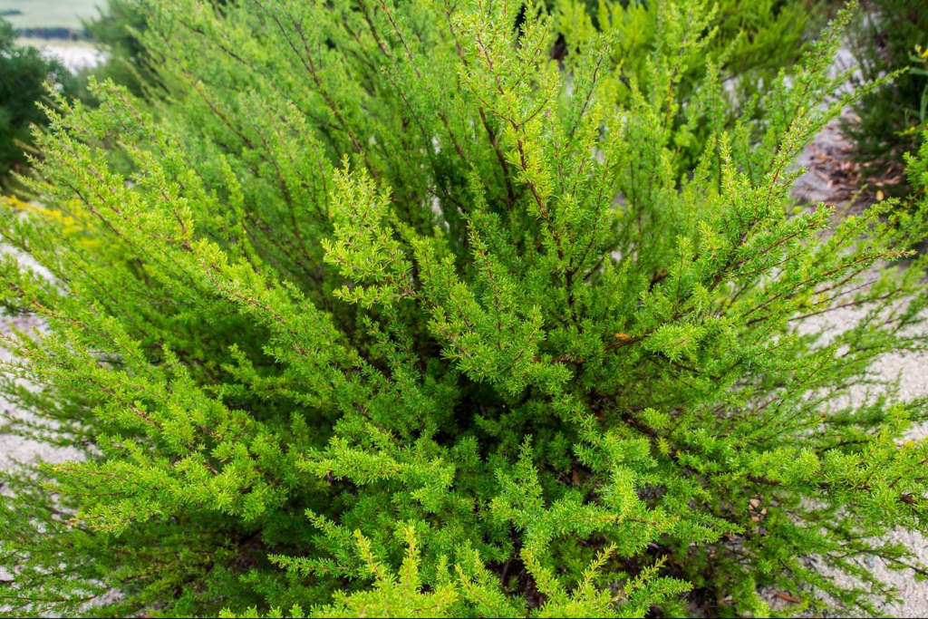 From Seed to Bottle: Kunzea Oil Production