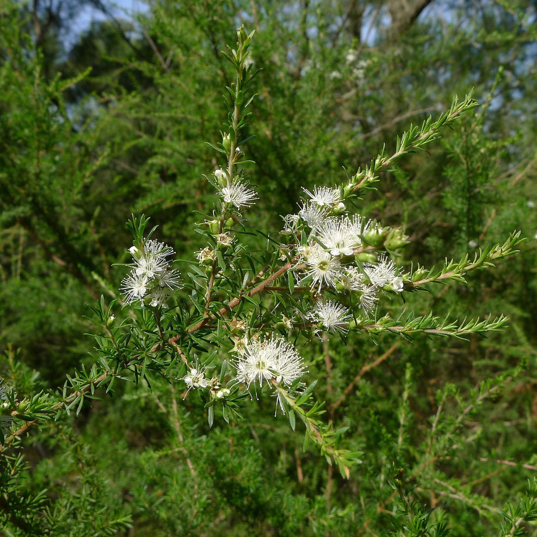 Kunzea ambigua branch, the Tasmanian native plant behind Zea Kunzea oil