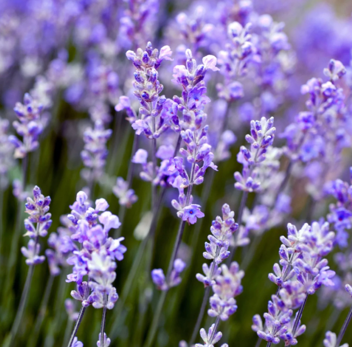 Lavender Explained: Benefits, Uses & The Science Behind It