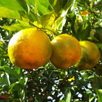Bergamot