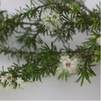 Tasmanian Kunzea Oil