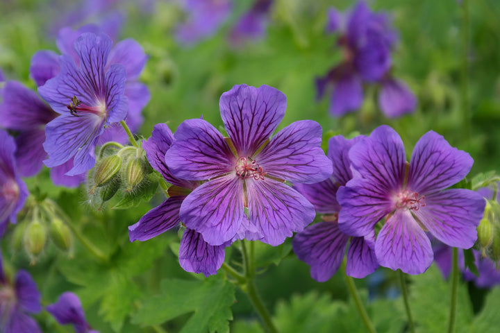 Rose Geranium