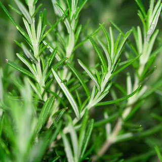 Australian Rosemary (Rosmarinus officinalis) — ingredient used in Zea natural wellness products