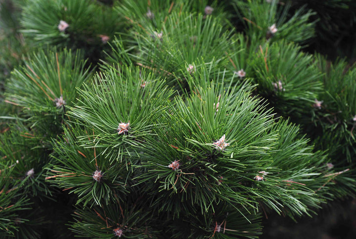 Scotch Pine
